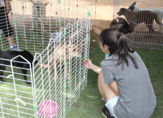Feira de Adoção de Cães agitou o Parque Dom José no sábado