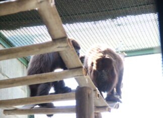 Crime ambiental: Barueri alerta sobre ataques contra macacos