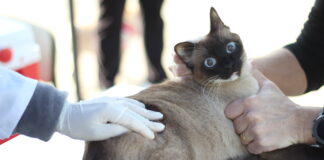 Zoonoses de Barueri abre agendamento para vacina contra raiva de cães e gatos