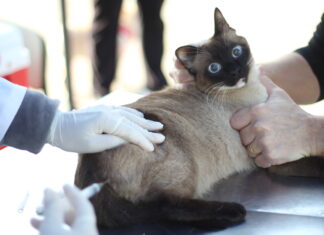 Zoonoses de Barueri abre agendamento para vacina contra raiva de cães e gatos