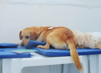 Castração gratuita de pets em Barueri abre agendamento no dia 10 de janeiro