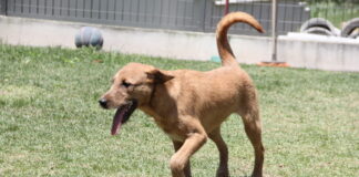 Feira de Adoção de Cães acontece no sábado em Barueri