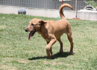 Feira de Adoção de Cães acontece no sábado em Barueri