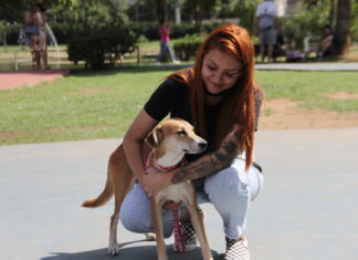Sábado é dia de Feira de Adoção de Cães no Parque Dom José, em Barueri