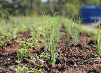 “Horta da Gente” vai levar mais nutrição a famílias vulneráveis de Barueri