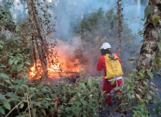 Governo de SP promove campanha de conscientização para prevenir incêndios florestais