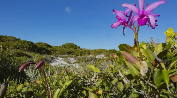 Inpe confirma redução de desmatamento na maioria dos biomas em 2024
