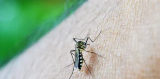 Estado de São Paulo confirma primeira morte por dengue em 2026