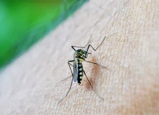 Estado de São Paulo confirma primeira morte por dengue em 2026