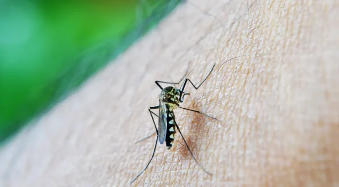 Estado de São Paulo confirma primeira morte por dengue em 2026
