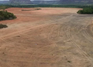 Exportadores de soja deixam acordo sobre desmatamento na Amazônia
