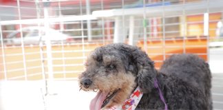 Barueri abre o agendamento de castração de pets de 2025 dia 08 de janeiro