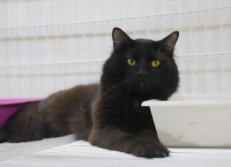 Confira onde serão as feiras de adoção de pets em abril em Barueri