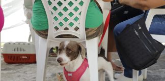 Atenção ao agendamento de castração de pets de abril em Barueri
