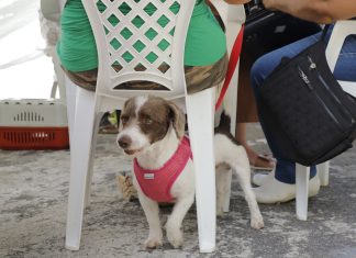 Atenção ao agendamento de castração de pets de abril em Barueri