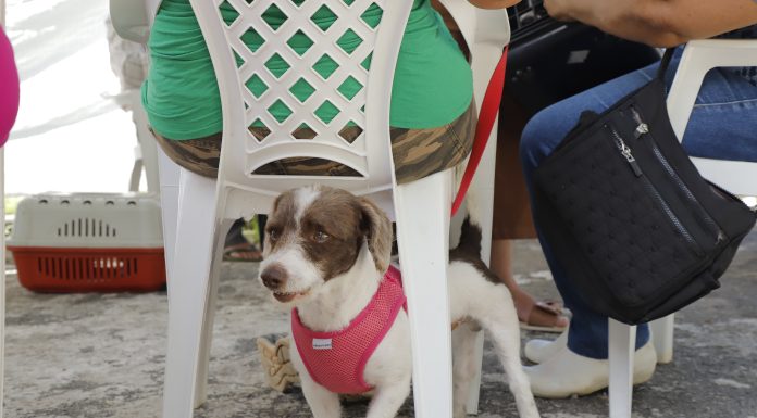 Atenção ao agendamento de castração de pets de abril em Barueri