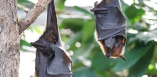 Maioria das doenças infecciosas tem origem em animais selvagens