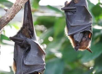 Maioria das doenças infecciosas tem origem em animais selvagens