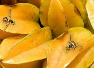 Mosca-da-carambola leva quatro estados à emergência fitossanitária