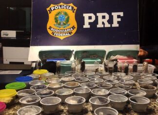PRF prende traficante internacional russo de animais silvestres
