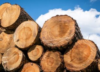 Procon-SP Ambiental realiza fiscalização para combater a venda de madeira ilegal