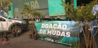 Cotia terá fim de semana com distribuição de mudas de árvores