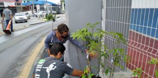 “Pedágio Ambiental”, em Cotia, realizará a doação de mudas de árvores neste sábado
