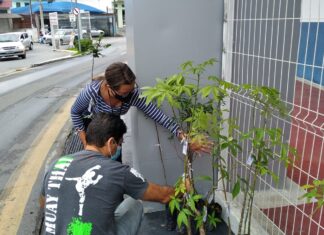 “Pedágio Ambiental”, em Cotia, realizará a doação de mudas de árvores neste sábado