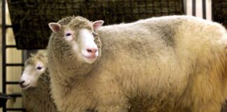 Primeiro mamífero clonado, Dolly completaria hoje 25 anos