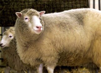 Primeiro mamífero clonado, Dolly completaria hoje 25 anos