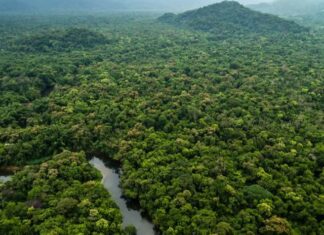 Programa vai formar empreendedores que apoiem floresta amazônica