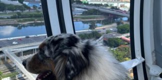 Roda Rico realiza feira de adoção de cães neste domingo (13)