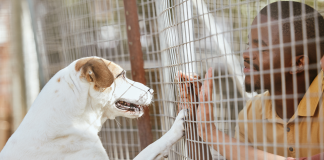 Jandira realiza nova edição da feira de adoção de cães e gatos neste sábado (09)