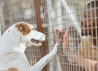 Jandira realiza nova edição da feira de adoção de cães e gatos neste sábado (09)