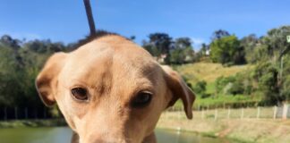 Sábado é dia de evento de Adoção de Animais na Praça dos Romeiros, em Cotia