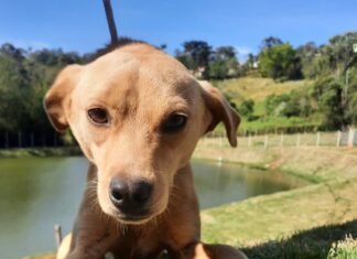 Sábado é dia de evento de Adoção de Animais na Praça dos Romeiros, em Cotia
