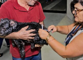 Cotia: Zoonoses realizará ação de vacinação antirrábica para cães e gatos no Parque Bahia (09/11) e no Recanto Verde (11/11)