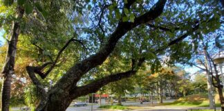 Barueri conta com Lei que concede uma muda de planta por nascimento