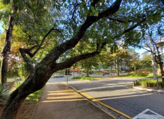 Barueri conta com Lei que concede uma muda de planta por nascimento