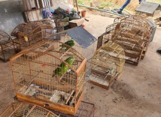 Polícia Militar Ambiental resgata animais vítimas de maus-tratos e multa infrator em R$ 83 mil