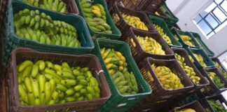 Jandira distribui mais de 2,5 toneladas de alimentos nesta semana