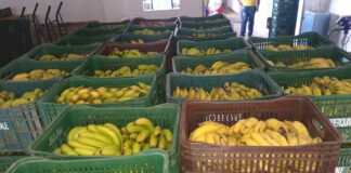 Banco de Alimentos de Jandira distribui mais 2,8 toneladas de alimentos