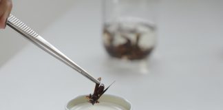 Tome cuidado com os animais peçonhentos