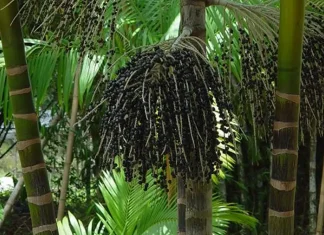 Valor da produção primária florestal aumenta 11,2% em 2023
