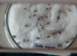 Pesquisa detecta vírus zika e chikungunya em ovos de mosquitos Aedes