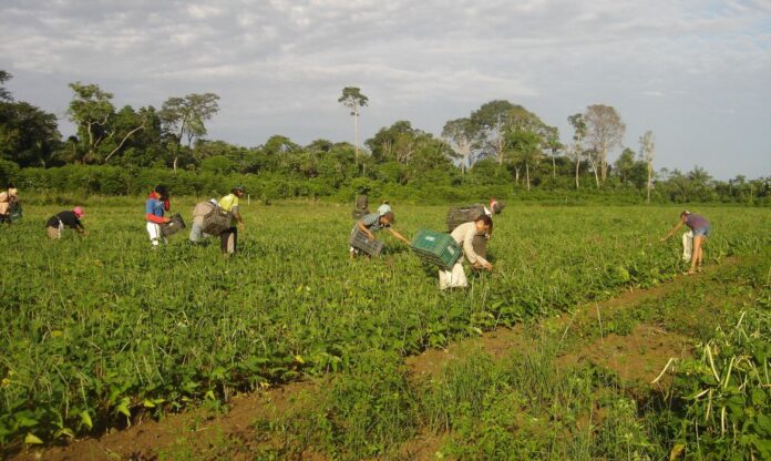 agricultores_familiares_colhem_feijao-caupi_-_emanuel_cavalcante_-_embrapa_amapa