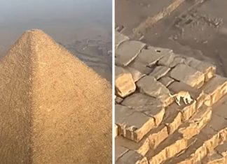 Faraó Canino: Cão Aventureiro é Flagrado no Topo da Pirâmide de Gizé