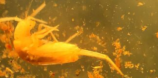 Animal em extinção de 1 mm é encontrado apenas em caverna no Pará
