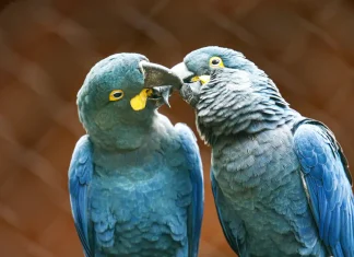 Zoo de SP mostra arara-azul-de-lear ao público pela primeira vez
