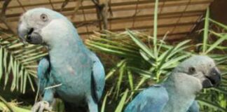Filhotes de ararinhas-azuis nascem no Brasil após 20 anos de extinção